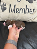 Sophie’s July 2026 Litter