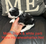 Betty’s Black & White Male