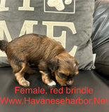 Tinkerbell's Red Brindle Female 2