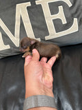 Gabby’s June 2026 Litter