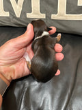 Gabby’s June 2026 Litter