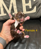 Loralei’s November 2025 Litter