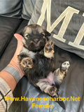 Gold/silver brindle female