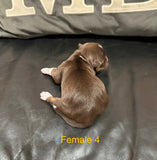 Loralei’s November 2025 Litter
