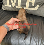 Tinkerbell’s Litter, please click picture above to see all pictures