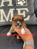 Tinkerbell’s Litter, please click picture above to see all pictures