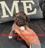 Tinkerbell’s Litter, please click picture above to see all pictures