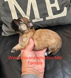 Tinkerbell’s Litter, please click picture above to see all pictures