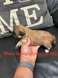 Gold Brindle Female