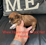 Tinkerbell’s Litter, please click picture above to see all pictures
