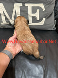 Gold Brindle Female