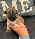 Tinkerbell’s Litter, please click picture above to see all pictures