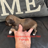 Tinkerbell’s Litter, please click picture above to see all pictures