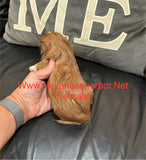 Tinkerbell’s Litter, please click picture above to see all pictures