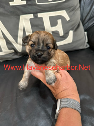 Gold Brindle Female