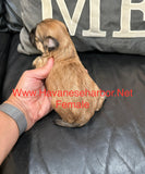 Tinkerbell’s Litter, please click picture above to see all pictures