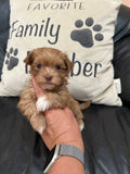 Bella and Bandit’s April 2026 Litter (Click on picture to see all available puppies from this litter)
