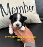 Raven's Black and White Male Havanese Puppy