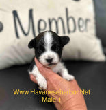 Raven's Black and White Male Havanese Puppy