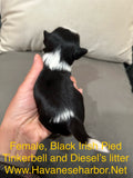 Tinkerbell's Black Irish Pied Female