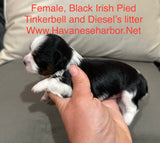 Tinkerbell's Black Irish Pied Female