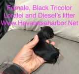 Loralei's Black Tricolor Female