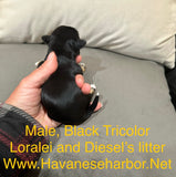 Loralei's Black Tricolor Male