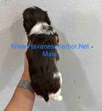 Annie and Jojo's chocolate Havanese male puppy with slight eyebrows, click on image to see more pictures