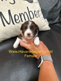Mercedes chocolate and white parti female Havanese