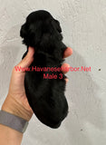 Betty's Black and Tan Havanese Male Puppy