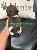 Mercedes Chocolate and white parti Havanese male