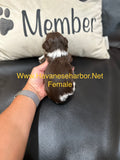 Mercedes chocolate and white parti female Havanese