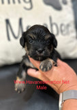 Betty's Black and Tan Havanese Male Puppy