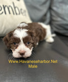 Mercedes Chocolate and white parti Havanese male