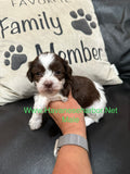 Mercedes Chocolate and white parti Havanese male