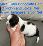 London's Dark Chocolate Parti Male