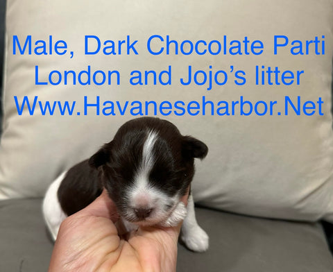 London's Dark Chocolate Parti Male #2