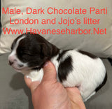 London's Dark Chocolate Parti Male #2