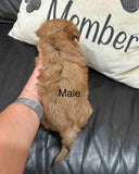 Bella and Bandit’s April 2026 Litter (Click on picture to see all available puppies from this litter)