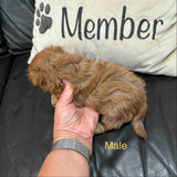 Bella and Bandit’s April 2026 Litter (Click on picture to see all available puppies from this litter)