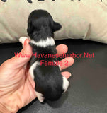 Betty's Black and White Parti Havanese Female Puppy