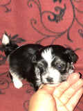 Pepper - AKC Havanese Champion-sired Black and white female. Click on picture to see additional pictures and pedigree