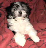 Pepper - AKC Havanese Champion-sired Black and white female. Click on picture to see additional pictures and pedigree