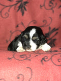 SOLD Harley - AKC Champion sired Havanese male