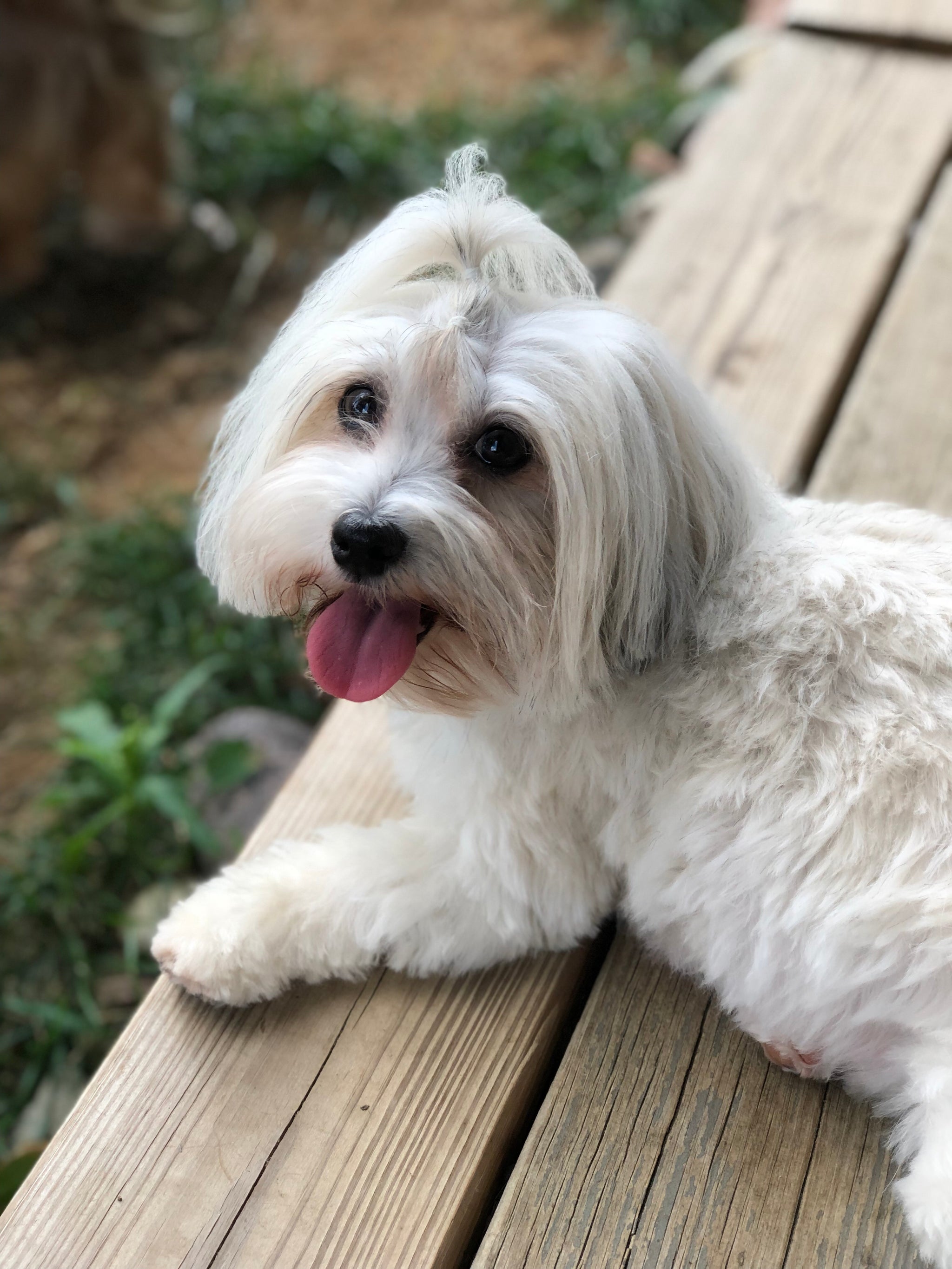 Short Hair Full Grown Havanese Dog Havanese Dog Breed Health And