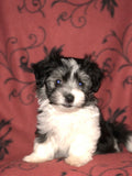 Pepper - AKC Havanese Champion-sired Black and white female. Click on picture to see additional pictures and pedigree