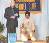 Buzz, our AKC Champion Los Perritos Toy Story of Hav'n'Hold