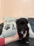 Betty and Jojo’s New Year Litter, click image to see more puppies from this litter