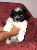 SOLD Carly - AKC Champion sired Havanese female