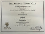 Hershey - AKC Champion sired Havanese male